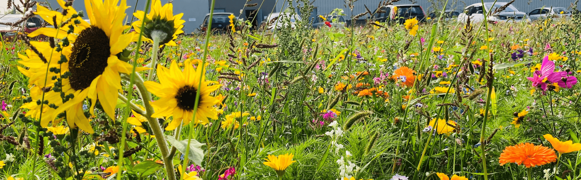 image of flowers