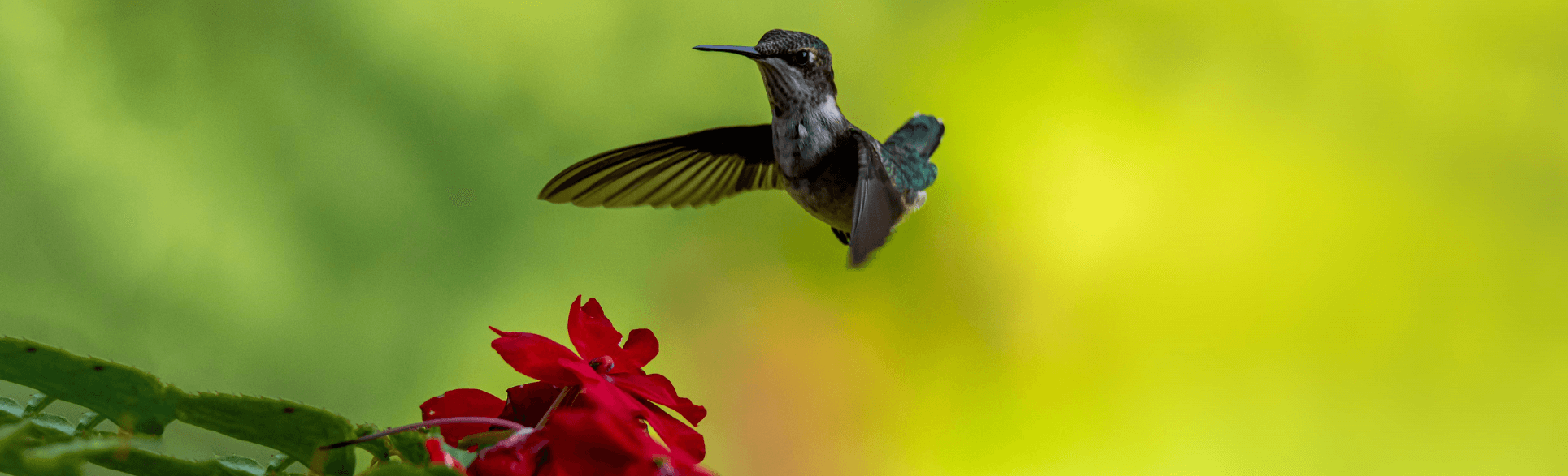 image of hummingbird