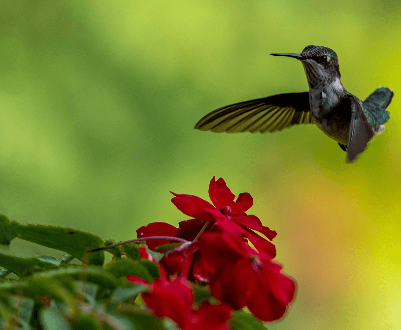 image of a hummingbird